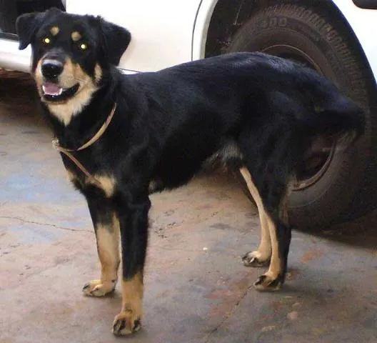 Cachorro ra a SRD idade 2 anos nome Procura 2 cães