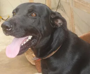 Cachorro raça SRD idade 1 ano nome para DOAR Urgente !