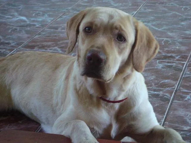 Cachorro ra a Labrador idade 2 anos nome Procura e Recompensa