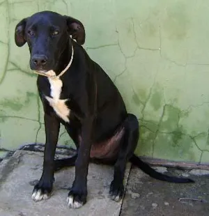 Cachorro raça SRD idade 2 a 6 meses nome Novinho e Brincalhão