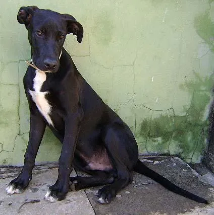 Cachorro ra a SRD idade 2 a 6 meses nome Novinho e Brincalhão