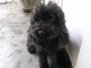 Cachorro raça Poodle idade 2 a 6 meses nome Encontrado no Carandá