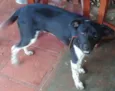 Lindo e Brincalhão