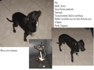 Cachorro raça Vira -Lata idade 2 anos nome Pity