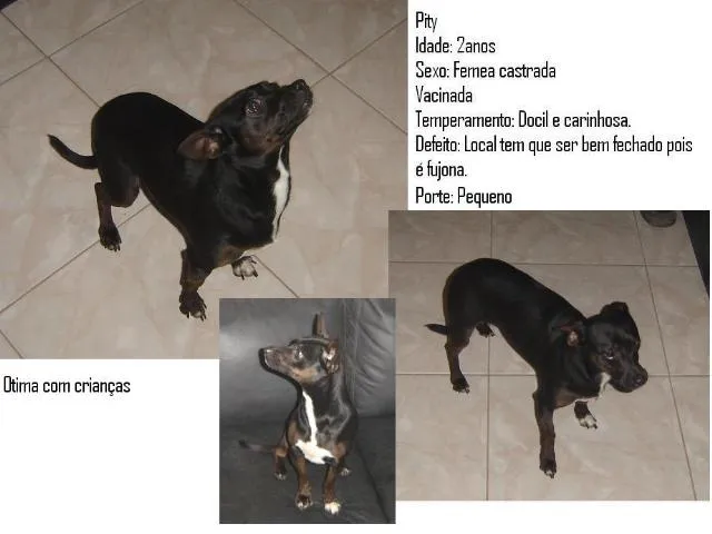 Cachorro ra a Vira -Lata idade 2 anos nome Pity