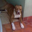Cacique PURO