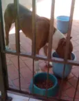 Cacique PURO