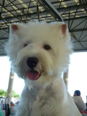 Cachorro raça WESTIE idade 1 ano nome PROCURA e GRATIFICA