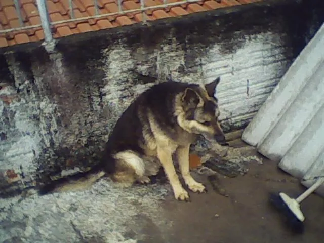 Cachorro ra a Pastor Alemão idade 3 anos nome    Amigo