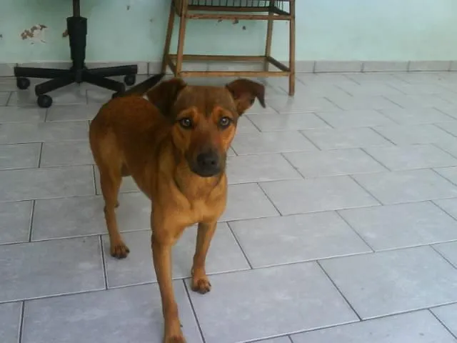 Cachorro ra a SRD idade 7 a 11 meses nome MEL