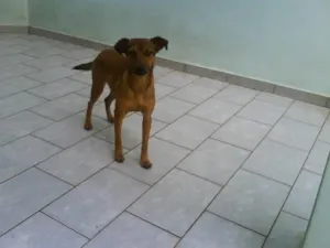 Cachorro raça SRD idade 7 a 11 meses nome MEL