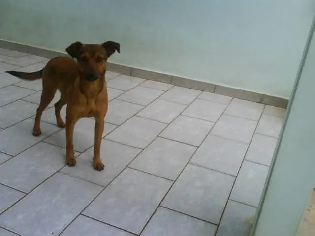 Cachorro ra a SRD idade 7 a 11 meses nome MEL