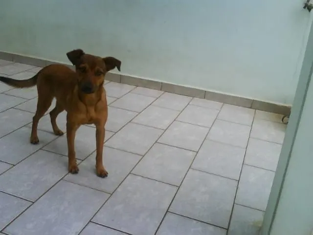 Cachorro ra a SRD idade 7 a 11 meses nome MEL