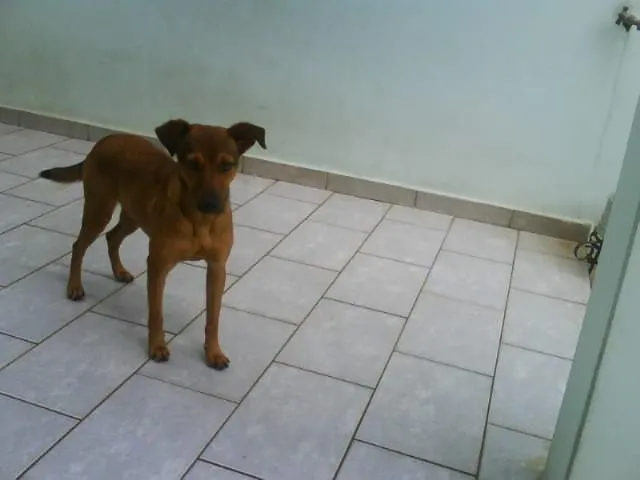 Cachorro ra a SRD idade 7 a 11 meses nome MEL