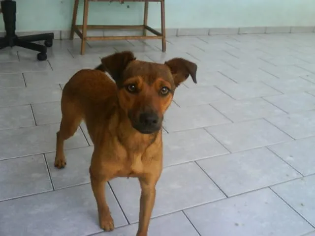 Cachorro ra a SRD idade 7 a 11 meses nome MEL