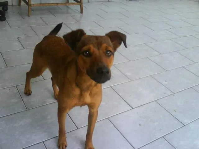 Cachorro ra a SRD idade 7 a 11 meses nome MEL