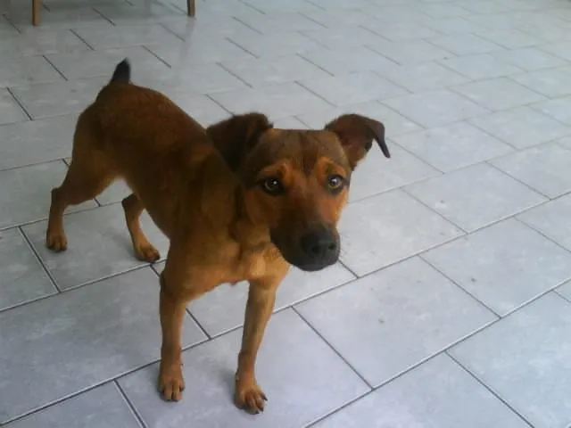 Cachorro ra a SRD idade 7 a 11 meses nome MEL