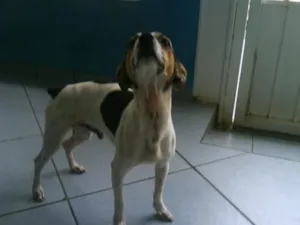 Cachorro raça Fox Paulistinha idade 7 a 11 meses nome SEM NOME