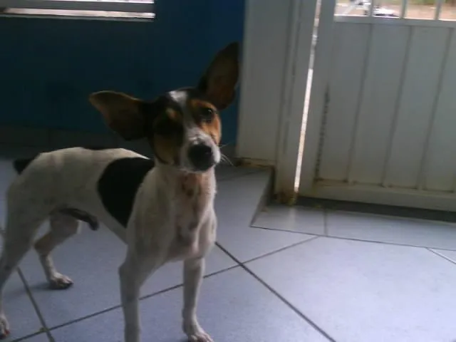 Cachorro ra a Fox Paulistinha idade 7 a 11 meses nome SEM NOME