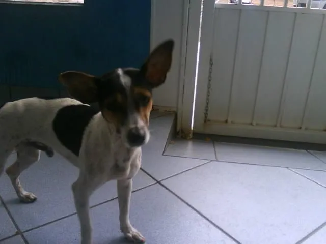 Cachorro ra a Fox Paulistinha idade 7 a 11 meses nome SEM NOME