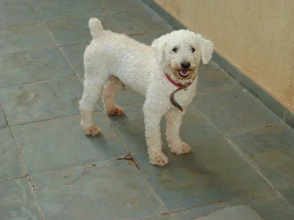 Cachorro ra a POODLE idade 1 ano nome VELUDO é como Está 