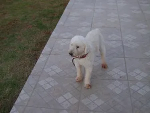 Cachorro raça POODLE idade 1 ano nome VELUDO é como Está 