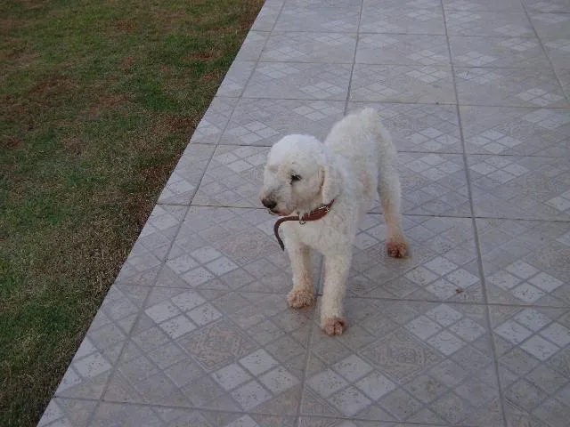 Cachorro ra a POODLE idade 1 ano nome VELUDO é como Está 