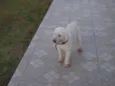 VELUDO é como Está