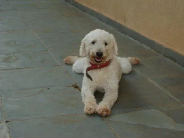 Cachorro ra a POODLE idade 1 ano nome VELUDO é como Está 