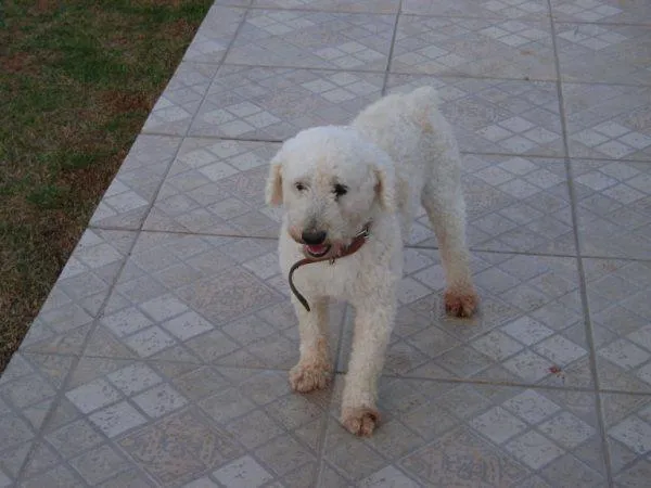 Cachorro ra a POODLE idade 1 ano nome VELUDO é como Está 