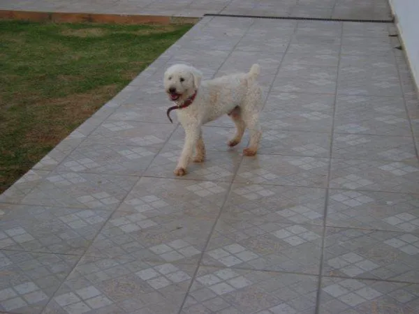 Cachorro ra a POODLE idade 1 ano nome VELUDO é como Está 