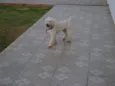 VELUDO é como Está