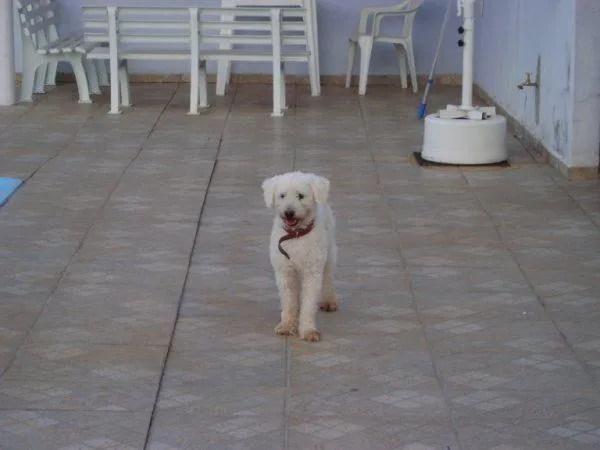 Cachorro ra a POODLE idade 1 ano nome VELUDO é como Está 