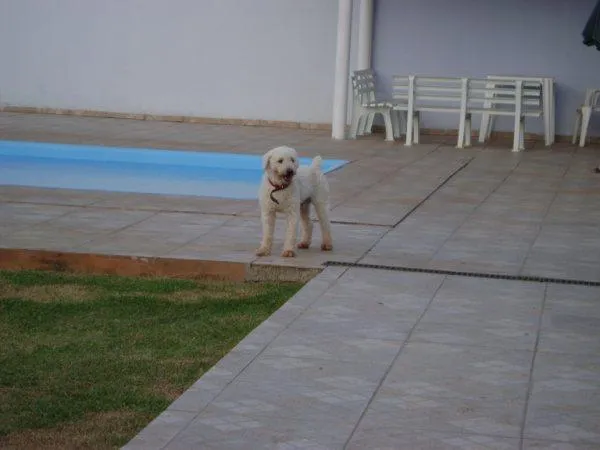 Cachorro ra a POODLE idade 1 ano nome VELUDO é como Está 