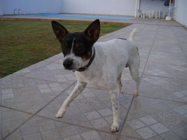 Cachorro ra a SRD idade 1 ano nome TOMBA