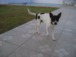 Cachorro raça SRD idade 1 ano nome TOMBA