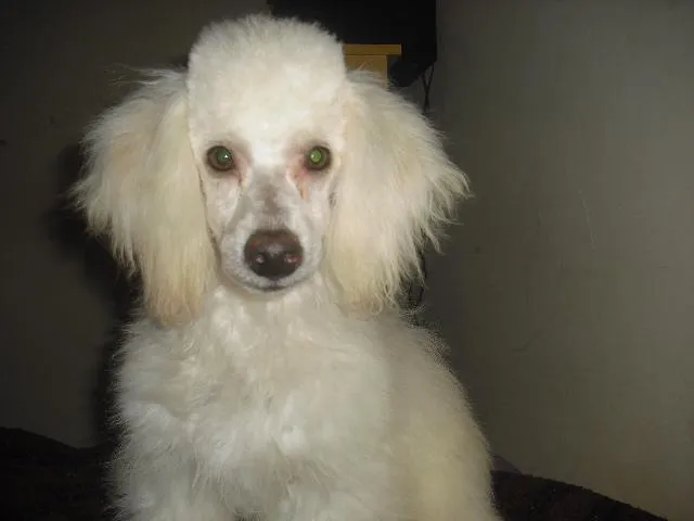 Cachorro ra a poodle idade 7 a 11 meses nome shake