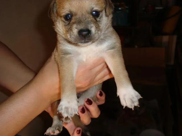 Cachorro ra a SRD idade Abaixo de 2 meses nome Macho