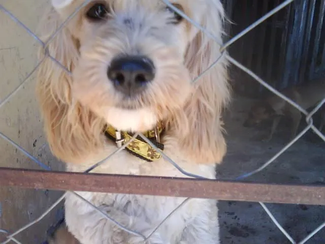 Cachorro ra a POODLE idade  nome PROCURA O DONO - EN