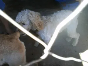 Cachorro raça POODLE idade  nome PROCURA O DONO - EN