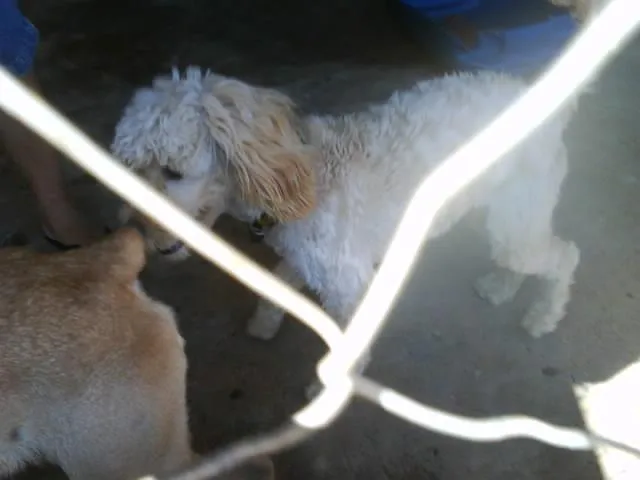 Cachorro ra a POODLE idade  nome PROCURA O DONO - EN