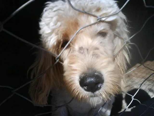 Cachorro ra a POODLE idade  nome PROCURA O DONO - EN