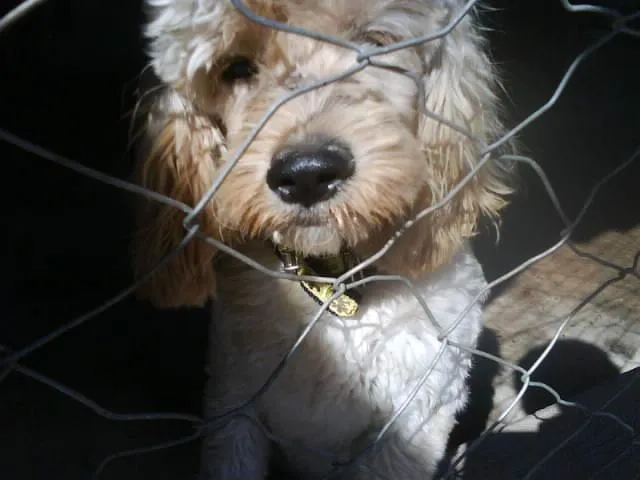 Cachorro ra a POODLE idade  nome PROCURA O DONO - EN