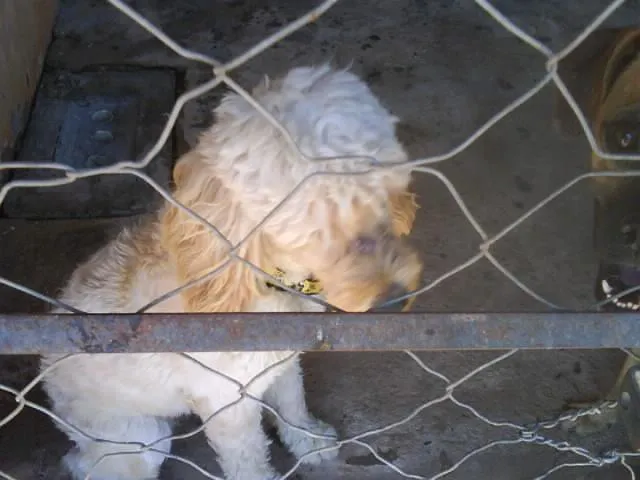 Cachorro ra a POODLE idade  nome PROCURA O DONO - EN