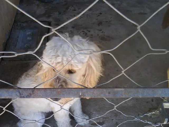 Cachorro ra a POODLE idade  nome PROCURA O DONO - EN