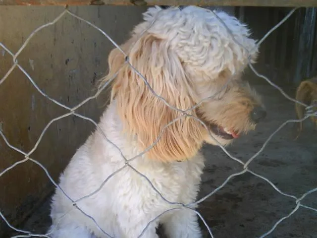 Cachorro ra a POODLE idade  nome PROCURA O DONO - EN