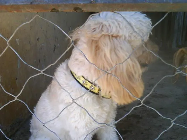 Cachorro ra a POODLE idade  nome PROCURA O DONO - EN