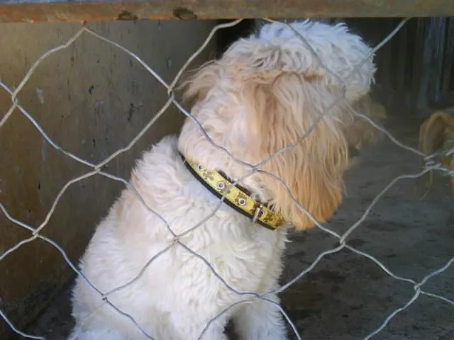 Cachorro ra a POODLE idade  nome PROCURA O DONO - EN