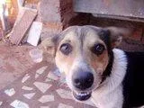 Cachorro ra a SRD idade 1 ano nome Doar Urgente