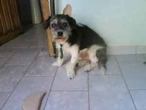 Cachorro raça  idade  nome NICK